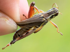 Melanoplus borealis