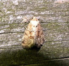 Photedes minima
