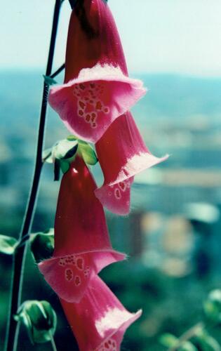 Digitalis purpurea