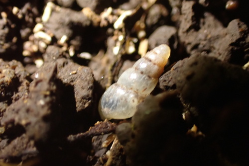 Allopeas clavulinum observed 2024-12-08