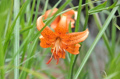 Lilium davidii