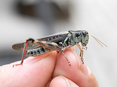Melanoplus borealis