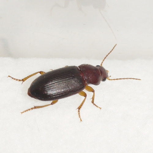 Puncture-headed harp ground beetle photo 3