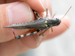 Melanoplus borealis