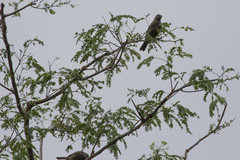 Thraupis palmarum