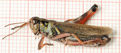 Melanoplus borealis