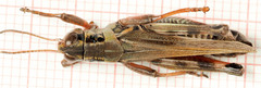 Melanoplus borealis