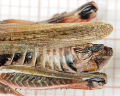 Melanoplus borealis