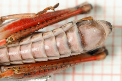 Melanoplus borealis