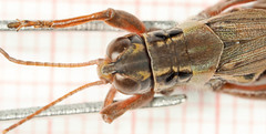 Melanoplus borealis