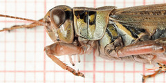 Melanoplus borealis