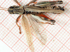 Melanoplus borealis