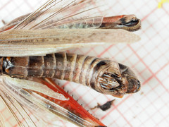 Melanoplus borealis