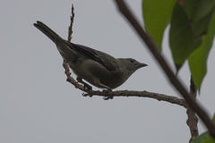 Thraupis palmarum