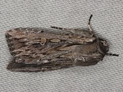 Persectania dyscrita