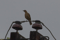 Turdus grayi