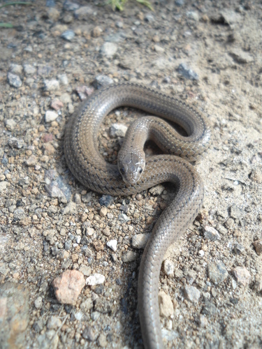 Photo of a Lined Tolucan Earthsnake (Conopsis lineata)