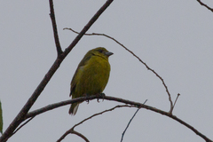 Euphonia