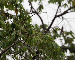 Angiospermae