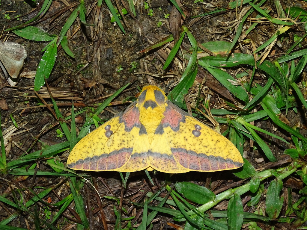 Eacles camposportoi