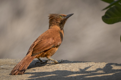 Grey-Crested Cacholote photo 1