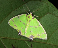 Agathia lycaenaria