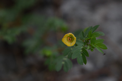 Angiospermae