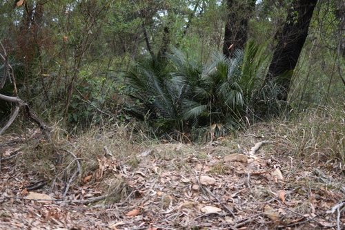 Image of Macrozamia communis by (c) Em Lamond, some rights reserved (CC BY)