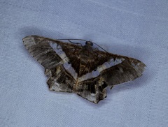 Chiasmia nora