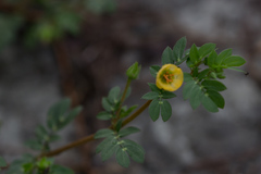 Angiospermae