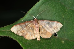 Metallaxis semipurpurascens