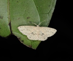 Perixera decretarioides