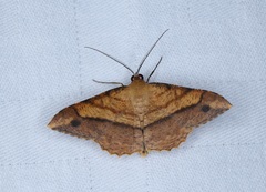 Pseudonadagara semicolor