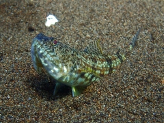 Synodontidae