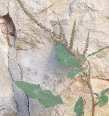 Amaranthus retroflexus