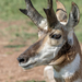 叉角羚 - Photo 由 bwood708 所上傳的 (c) bwood708，保留部份權利CC BY-NC