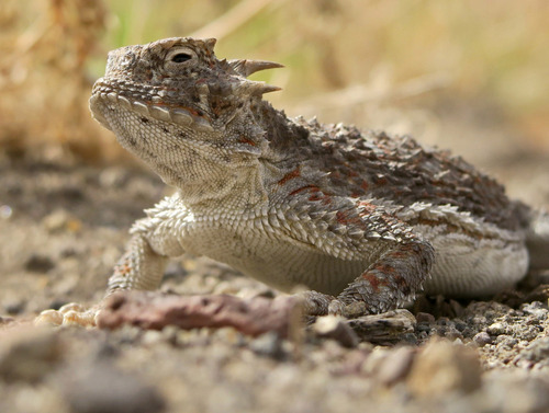 Desert Horned Lizard