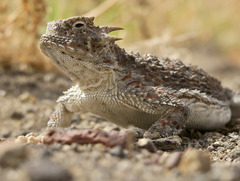 Desert Horned Lizard photo 4