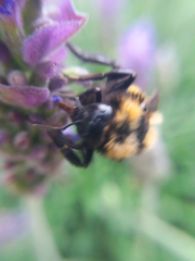 Bombus sonorus