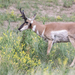 Pronghorn - Photo (c) bwood708, some rights reserved (CC BY-NC), uploaded by bwood708
