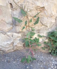 Amaranthus retroflexus