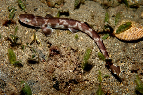 Gulf catshark (Asymbolus vincenti) — Scyliorhinidae — 5