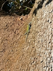 Podarcis muralis nigriventris