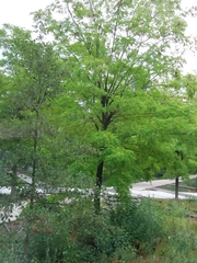 Robinia pseudoacacia