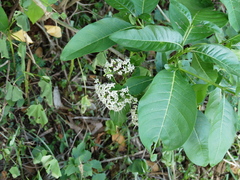 Pavetta indica