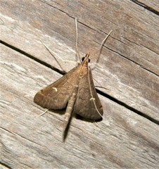 Dolicharthria punctalis