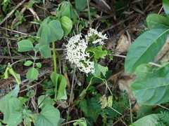 Pavetta indica