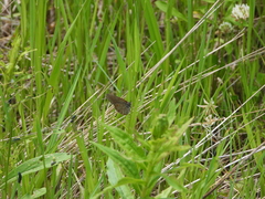 Coenonympha haydenii