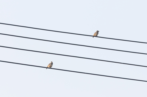 indochinese bushlark (Plocealauda erythrocephala)