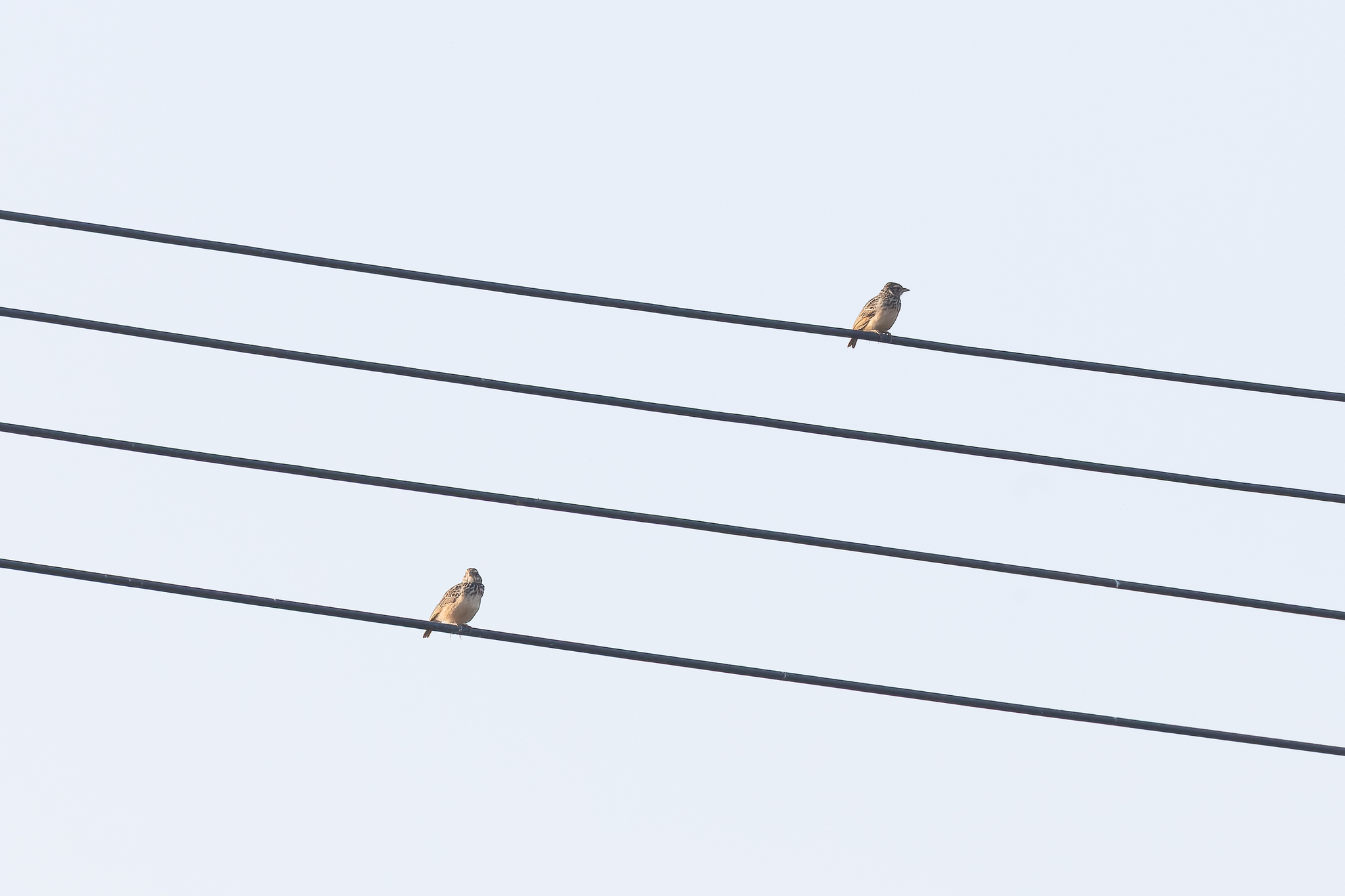 Indochinese Bushlark (Plocealauda erythrocephala)